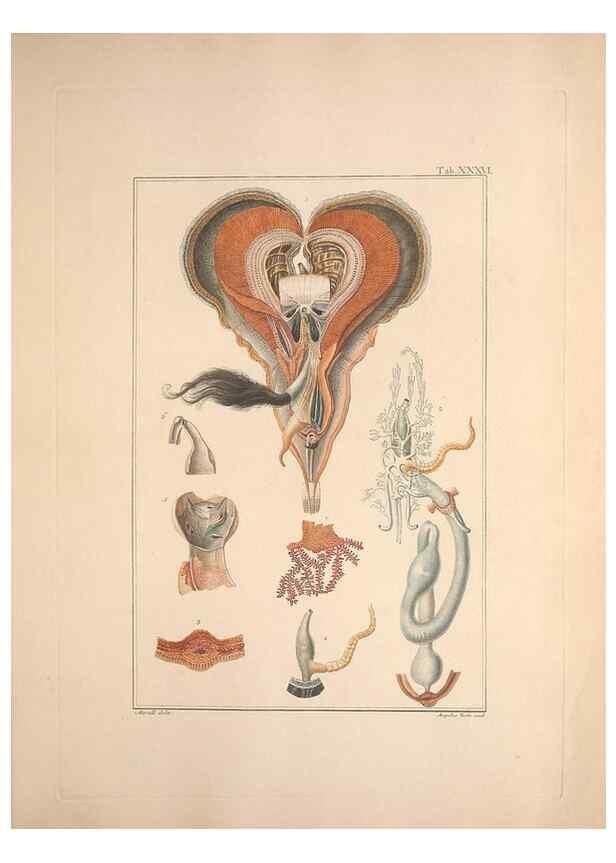 Reproducción/Reproduction 49830321353: Testacea utriusque Siciliae eorumque historia et anatome :. Parmae :Ex regio typographeio,MDCCXCI-MDCCCXXVI [1791-1827]. 