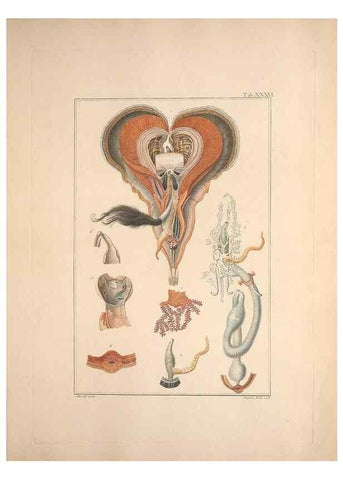 Reproducción/Reproduction 49830321353: Testacea utriusque Siciliae eorumque historia et anatome :. Parmae :Ex regio typographeio,MDCCXCI-MDCCCXXVI [1791-1827]. 