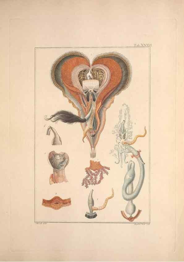 Reproducción/Reproduction 49830321353: Testacea utriusque Siciliae eorumque historia et anatome :. Parmae :Ex regio typographeio,MDCCXCI-MDCCCXXVI [1791-1827]. 