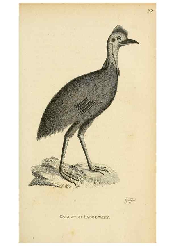 Reproducción/Reproduction 49831172672: General zoology, or Systematic natural history. London,Printed for G. Kearsley,1800-1826.. 