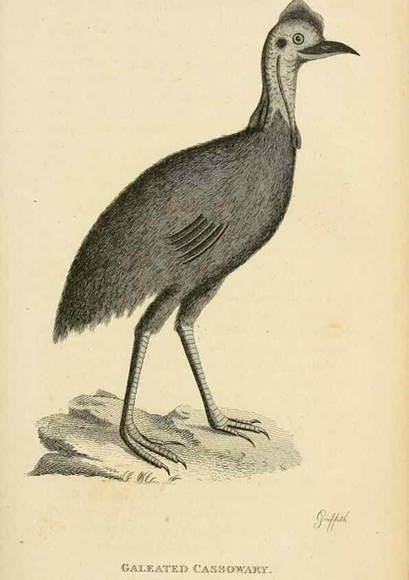 Reproducción/Reproduction 49831172672: General zoology, or Systematic natural history. London,Printed for G. Kearsley,1800-1826.. 