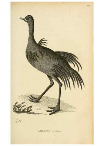 Reproducción/Reproduction 49830331568: General zoology, or Systematic natural history. London,Printed for G. Kearsley,1800-1826.. 