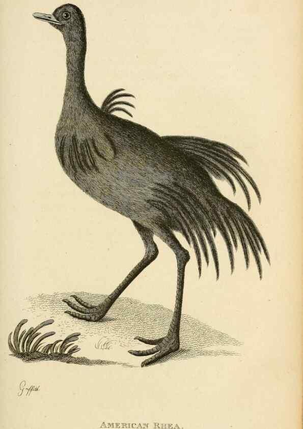 Reproducción/Reproduction 49830331568: General zoology, or Systematic natural history. London,Printed for G. Kearsley,1800-1826.. 