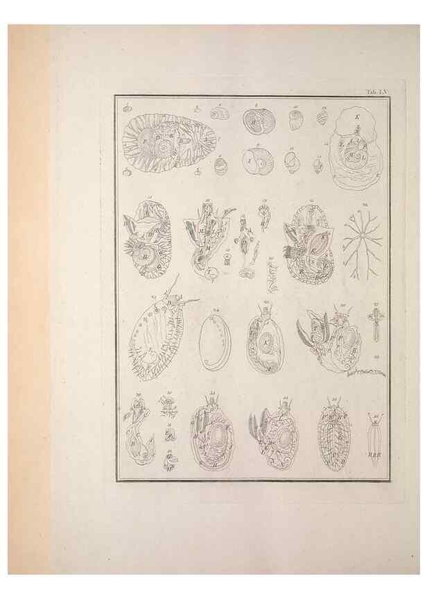 Reproducción/Reproduction 49830867756: Testacea utriusque Siciliae eorumque historia et anatome :. Parmae :Ex regio typographeio,MDCCXCI-MDCCCXXVI [1791-1827]. 