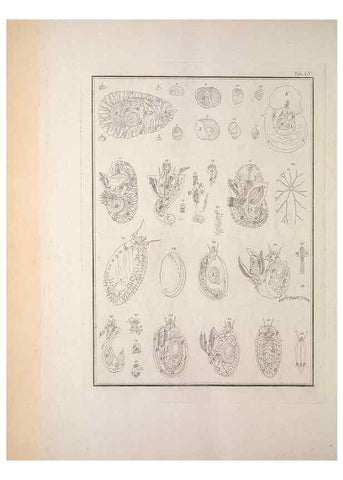 Reproducción/Reproduction 49830867756: Testacea utriusque Siciliae eorumque historia et anatome :. Parmae :Ex regio typographeio,MDCCXCI-MDCCCXXVI [1791-1827]. 