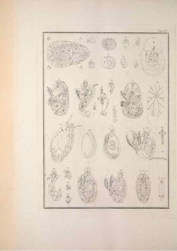 Reproducción/Reproduction 49830867756: Testacea utriusque Siciliae eorumque historia et anatome :. Parmae :Ex regio typographeio,MDCCXCI-MDCCCXXVI [1791-1827]. 