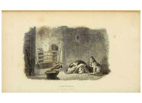 Reproducción/Reproduction 49830336013: General zoology, or Systematic natural history. London,Printed for G. Kearsley,1800-1826.. 