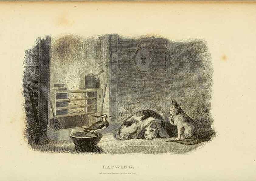 Reproducción/Reproduction 49830336013: General zoology, or Systematic natural history. London,Printed for G. Kearsley,1800-1826.. 