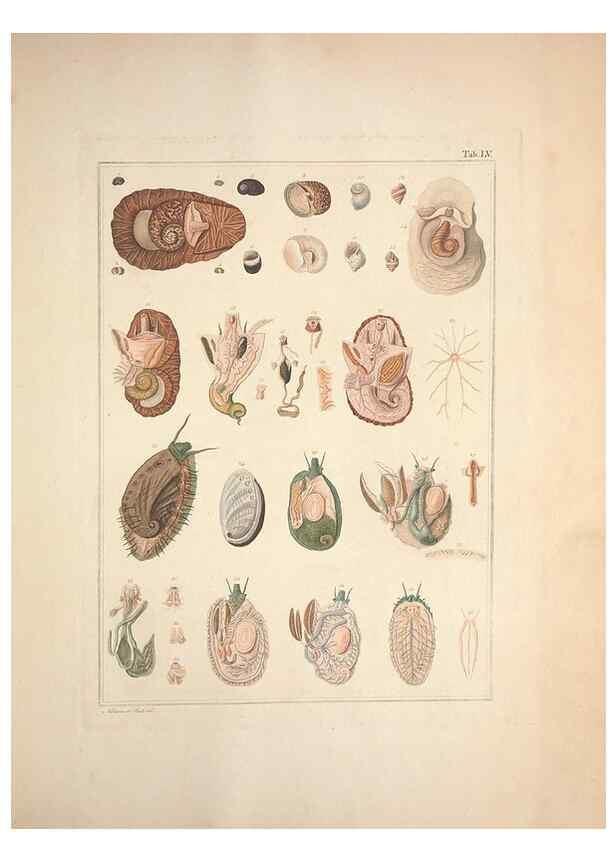 Reproducción/Reproduction 49830868076: Testacea utriusque Siciliae eorumque historia et anatome :. Parmae :Ex regio typographeio,MDCCXCI-MDCCCXXVI [1791-1827]. 