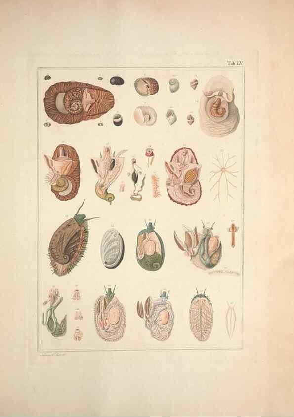 Reproducción/Reproduction 49830868076: Testacea utriusque Siciliae eorumque historia et anatome :. Parmae :Ex regio typographeio,MDCCXCI-MDCCCXXVI [1791-1827]. 