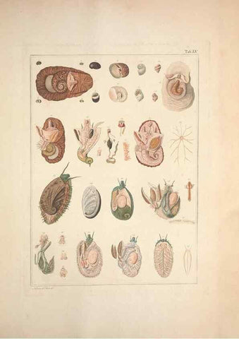 Reproducción/Reproduction 49830868076: Testacea utriusque Siciliae eorumque historia et anatome :. Parmae :Ex regio typographeio,MDCCXCI-MDCCCXXVI [1791-1827]. 