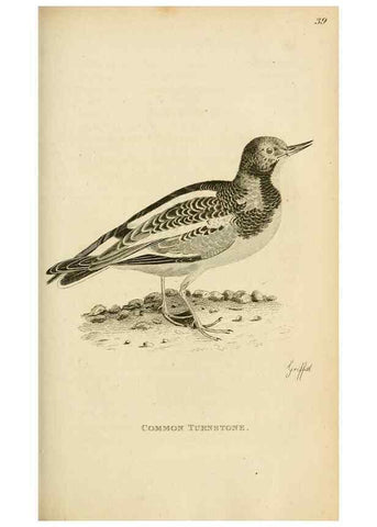 Reproducción/Reproduction 49830868401: General zoology, or Systematic natural history. London,Printed for G. Kearsley,1800-1826.. 