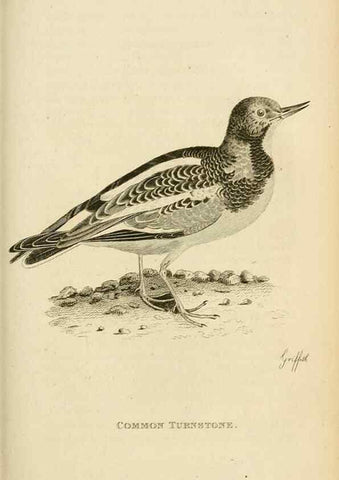 Reproducción/Reproduction 49830868401: General zoology, or Systematic natural history. London,Printed for G. Kearsley,1800-1826.. 