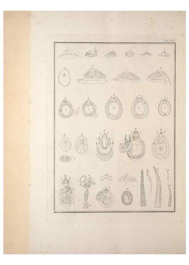 Reproducción/Reproduction 49830868476: Testacea utriusque Siciliae eorumque historia et anatome :. Parmae :Ex regio typographeio,MDCCXCI-MDCCCXXVI [1791-1827]. 