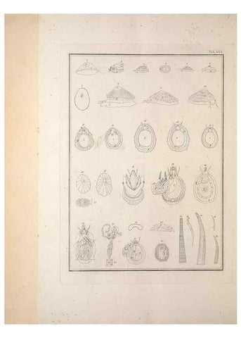 Reproducción/Reproduction 49830868476: Testacea utriusque Siciliae eorumque historia et anatome :. Parmae :Ex regio typographeio,MDCCXCI-MDCCCXXVI [1791-1827]. 