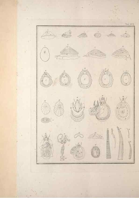 Reproducción/Reproduction 49830868476: Testacea utriusque Siciliae eorumque historia et anatome :. Parmae :Ex regio typographeio,MDCCXCI-MDCCCXXVI [1791-1827]. 