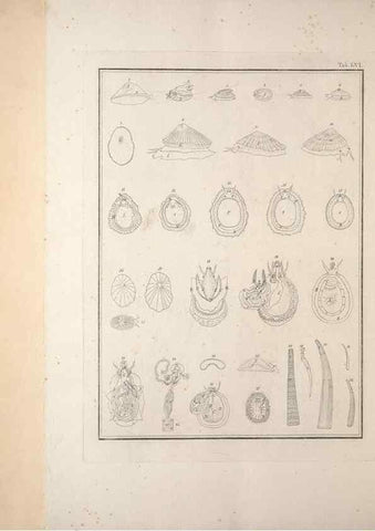 Reproducción/Reproduction 49830868476: Testacea utriusque Siciliae eorumque historia et anatome :. Parmae :Ex regio typographeio,MDCCXCI-MDCCCXXVI [1791-1827]. 
