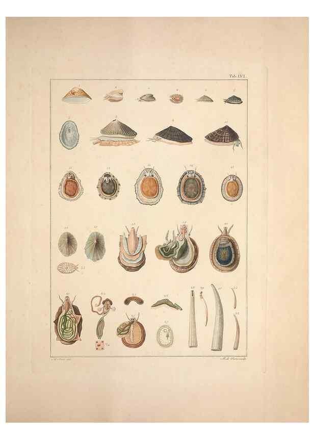 Reproducción/Reproduction 49831178072: Testacea utriusque Siciliae eorumque historia et anatome :. Parmae :Ex regio typographeio,MDCCXCI-MDCCCXXVI [1791-1827]. 