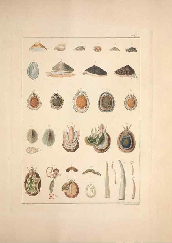 Reproducción/Reproduction 49831178072: Testacea utriusque Siciliae eorumque historia et anatome :. Parmae :Ex regio typographeio,MDCCXCI-MDCCCXXVI [1791-1827]. 