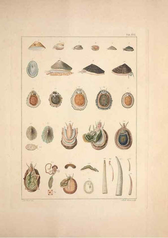 Reproducción/Reproduction 49831178072: Testacea utriusque Siciliae eorumque historia et anatome :. Parmae :Ex regio typographeio,MDCCXCI-MDCCCXXVI [1791-1827]. 