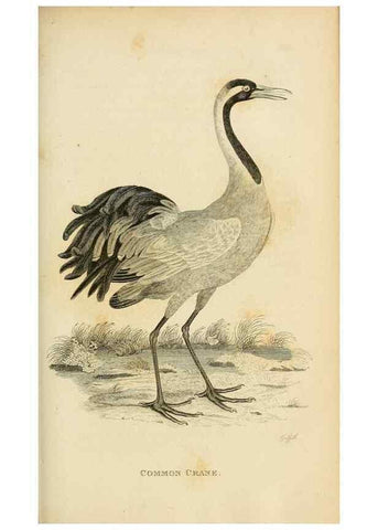 Reproducción/Reproduction 49830868911: General zoology, or Systematic natural history. London,Printed for G. Kearsley,1800-1826.. 