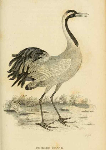 Reproducción/Reproduction 49830868911: General zoology, or Systematic natural history. London,Printed for G. Kearsley,1800-1826.. 