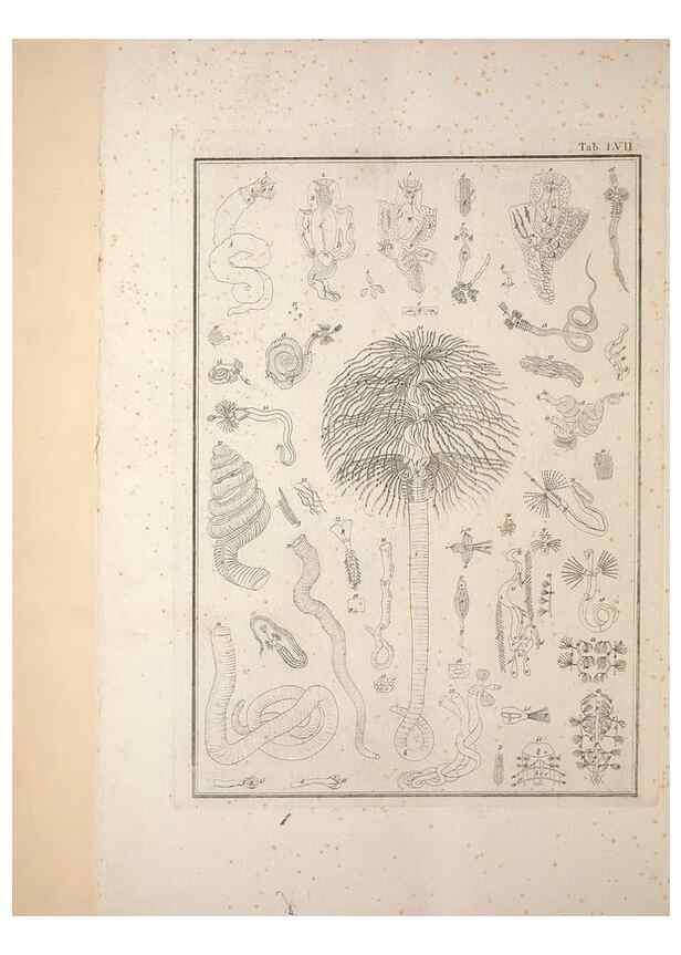 Reproducción/Reproduction 49830869401: Testacea utriusque Siciliae eorumque historia et anatome :. Parmae :Ex regio typographeio,MDCCXCI-MDCCCXXVI [1791-1827]. 