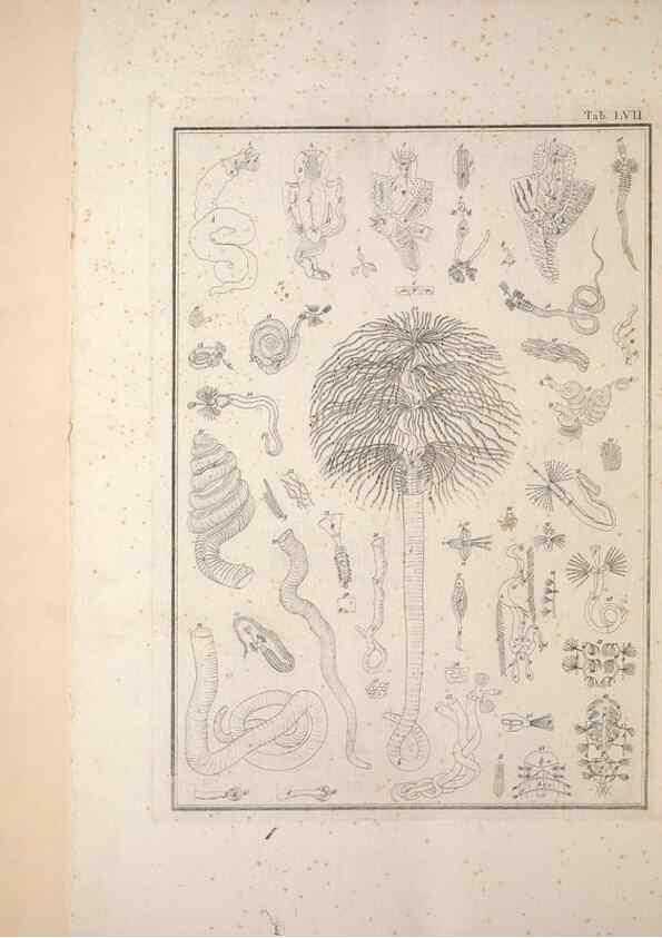 Reproducción/Reproduction 49830869401: Testacea utriusque Siciliae eorumque historia et anatome :. Parmae :Ex regio typographeio,MDCCXCI-MDCCCXXVI [1791-1827]. 