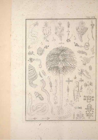 Reproducción/Reproduction 49830869401: Testacea utriusque Siciliae eorumque historia et anatome :. Parmae :Ex regio typographeio,MDCCXCI-MDCCCXXVI [1791-1827]. 