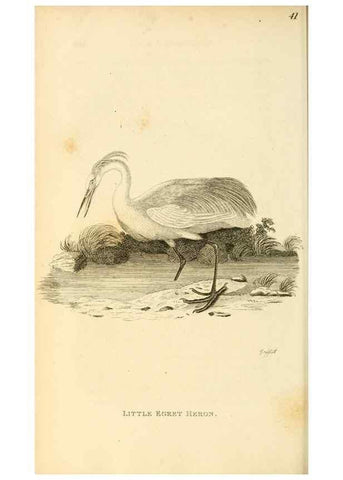 Reproducción/Reproduction 49831178562: General zoology, or Systematic natural history. London,Printed for G. Kearsley,1800-1826.. 