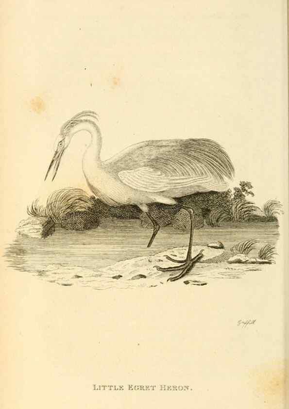 Reproducción/Reproduction 49831178562: General zoology, or Systematic natural history. London,Printed for G. Kearsley,1800-1826.. 