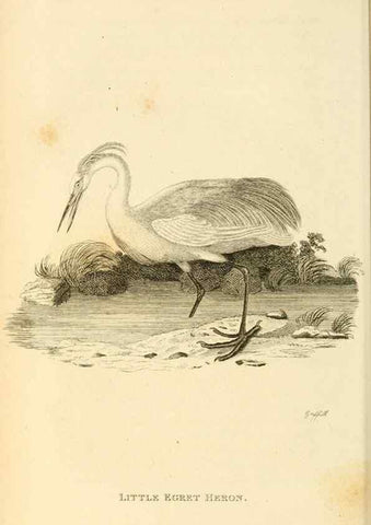 Reproducción/Reproduction 49831178562: General zoology, or Systematic natural history. London,Printed for G. Kearsley,1800-1826.. 