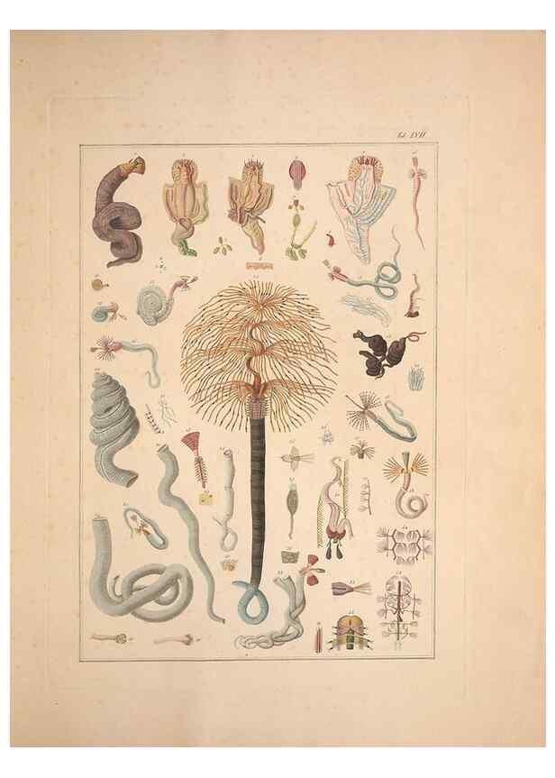 Reproducción/Reproduction 49830869726: Testacea utriusque Siciliae eorumque historia et anatome :. Parmae :Ex regio typographeio,MDCCXCI-MDCCCXXVI [1791-1827]. 
