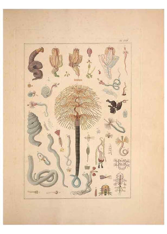 Reproducción/Reproduction 49830869726: Testacea utriusque Siciliae eorumque historia et anatome :. Parmae :Ex regio typographeio,MDCCXCI-MDCCCXXVI [1791-1827]. 