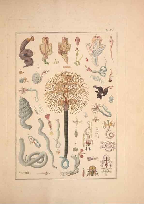Reproducción/Reproduction 49830869726: Testacea utriusque Siciliae eorumque historia et anatome :. Parmae :Ex regio typographeio,MDCCXCI-MDCCCXXVI [1791-1827]. 