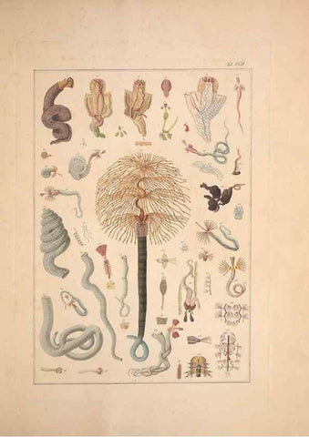 Reproducción/Reproduction 49830869726: Testacea utriusque Siciliae eorumque historia et anatome :. Parmae :Ex regio typographeio,MDCCXCI-MDCCCXXVI [1791-1827]. 