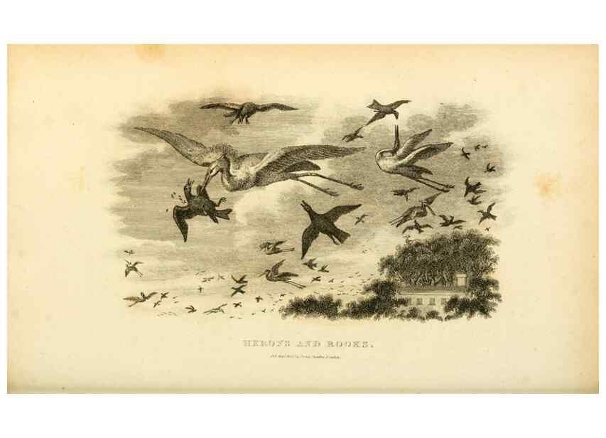 Reproducción/Reproduction 49830337658: General zoology, or Systematic natural history. London,Printed for G. Kearsley,1800-1826.. 