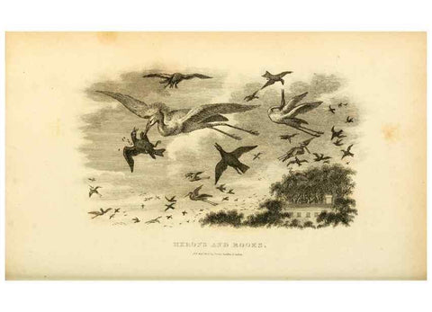 Reproducción/Reproduction 49830337658: General zoology, or Systematic natural history. London,Printed for G. Kearsley,1800-1826.. 