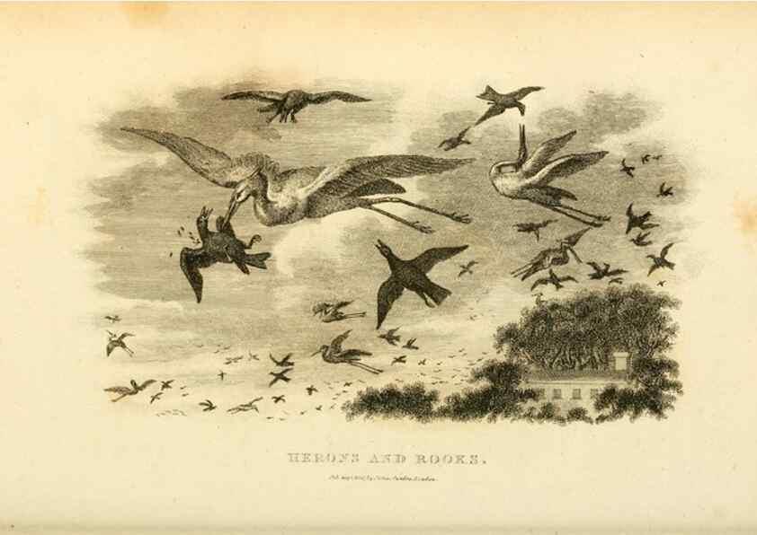 Reproducción/Reproduction 49830337658: General zoology, or Systematic natural history. London,Printed for G. Kearsley,1800-1826.. 