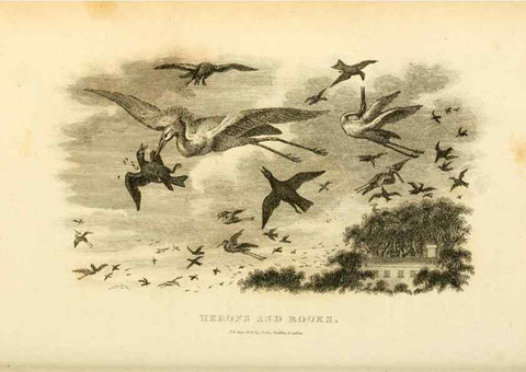 Reproducción/Reproduction 49830337658: General zoology, or Systematic natural history. London,Printed for G. Kearsley,1800-1826.. 