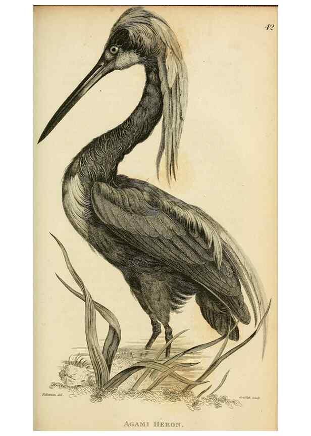 Reproducción/Reproduction 49831179567: General zoology, or Systematic natural history. London,Printed for G. Kearsley,1800-1826.. 