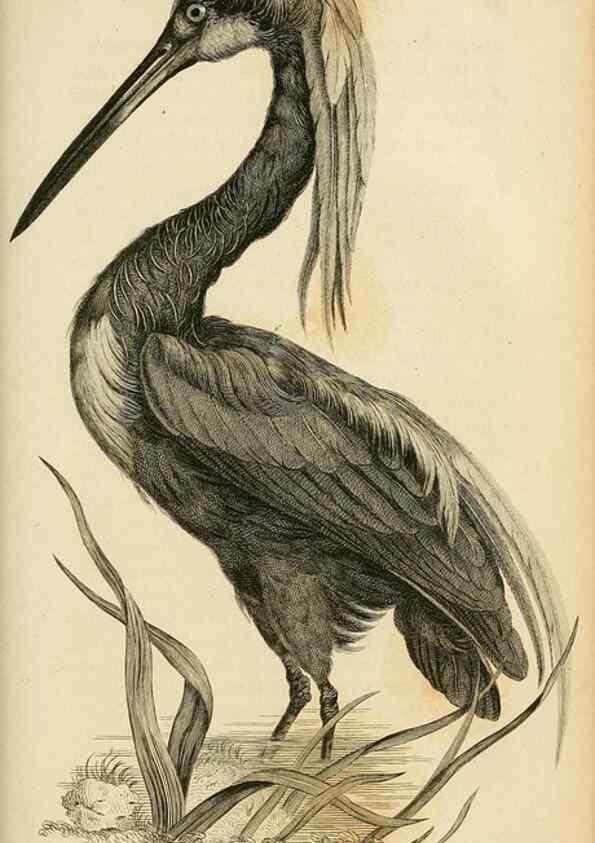 Reproducción/Reproduction 49831179567: General zoology, or Systematic natural history. London,Printed for G. Kearsley,1800-1826.. 