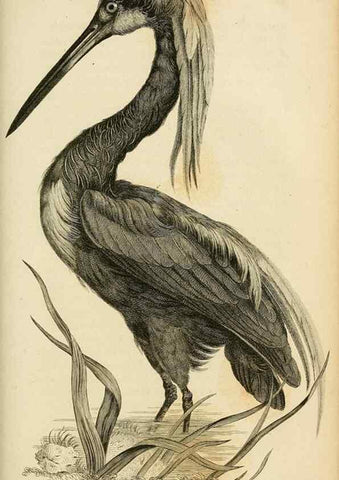Reproducción/Reproduction 49831179567: General zoology, or Systematic natural history. London,Printed for G. Kearsley,1800-1826.. 