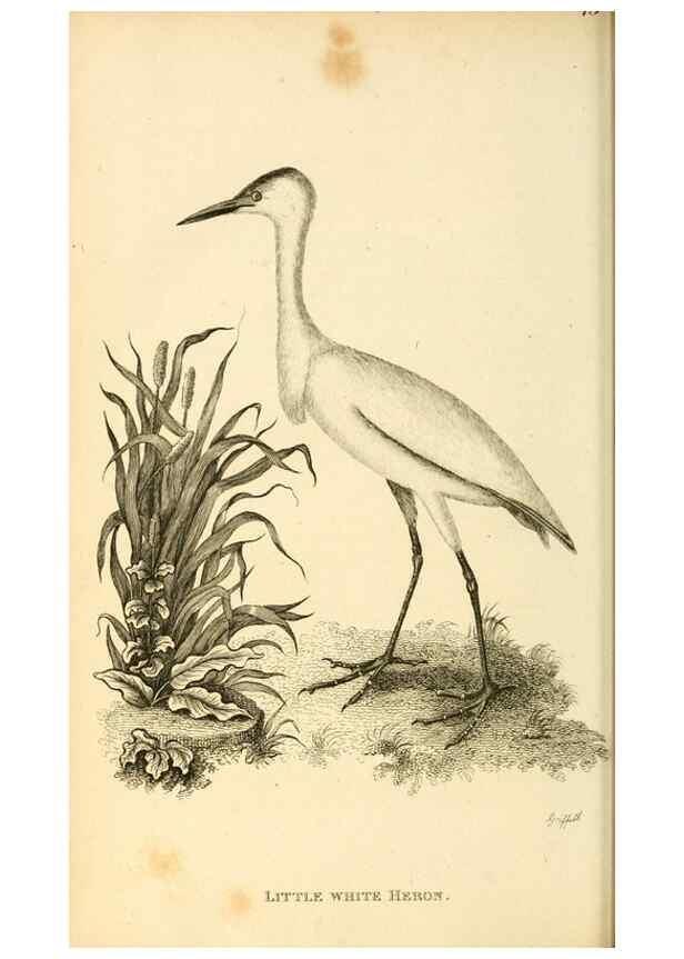 Reproducción/Reproduction 49830338688: General zoology, or Systematic natural history. London,Printed for G. Kearsley,1800-1826.. 