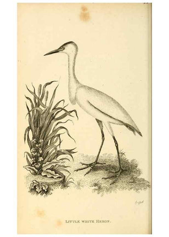 Reproducción/Reproduction 49830338688: General zoology, or Systematic natural history. London,Printed for G. Kearsley,1800-1826.. 
