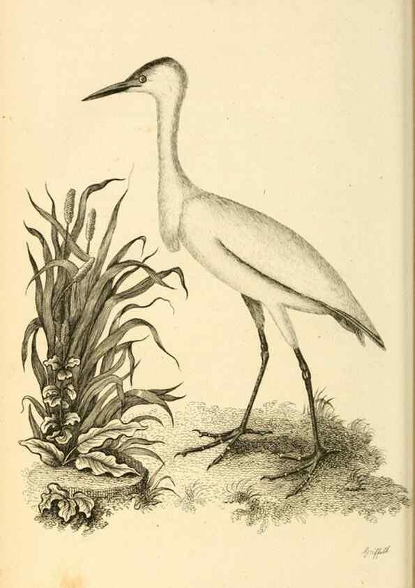 Reproducción/Reproduction 49830338688: General zoology, or Systematic natural history. London,Printed for G. Kearsley,1800-1826.. 