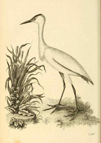 Reproducción/Reproduction 49830338688: General zoology, or Systematic natural history. London,Printed for G. Kearsley,1800-1826.. 