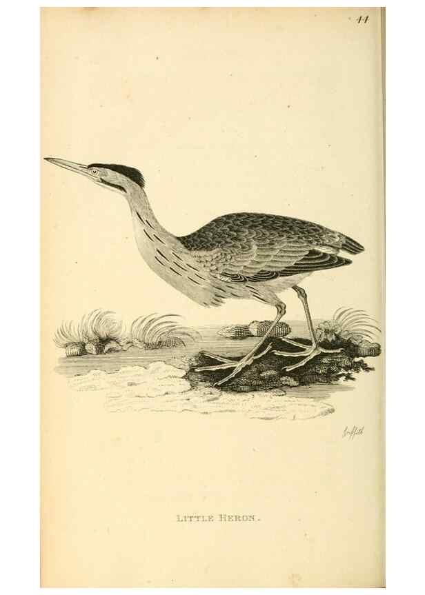 Reproducción/Reproduction 49830339018: General zoology, or Systematic natural history. London,Printed for G. Kearsley,1800-1826.. 