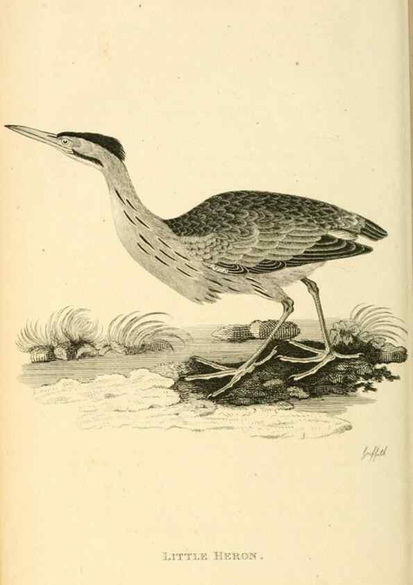 Reproducción/Reproduction 49830339018: General zoology, or Systematic natural history. London,Printed for G. Kearsley,1800-1826.. 