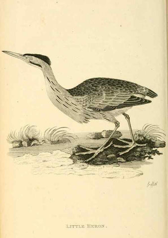 Reproducción/Reproduction 49830339018: General zoology, or Systematic natural history. London,Printed for G. Kearsley,1800-1826.. 